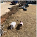 볼음도길 | 강화 볼음도 가나펜션 후기｜독채+애견동반+자연산 회까지!