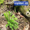 석송 Daum카페