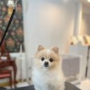 케이독 ST 이미지