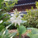 달빛한옥민박 별유풍경 이미지