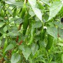 왕림농장 이미지