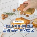 자연산 아카시아 벌꿀 | 끌림 국내산 천연벌꿀 솔직 후기