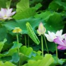 삼정약국 이미지