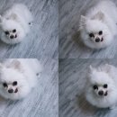 곤지샵 네이버블로그