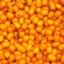 비타민 나무(sea buckthorn) 신품종 신성 1호와 2호(new star no1 &amp; 2))는? 이미지