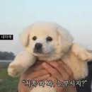 왈왈이 이미지