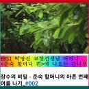 창너머감나무