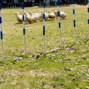 안성행복한동물약국 | 경기도 안성 아이와 가볼 만한 곳[농협 안성팜랜드] 정보 및 후기