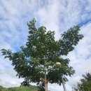 사의재안내소 | 남도맛기행1박2일후기..보성골망태정원 고흥레인보우교.고흥연홍도 지붕없는미술관.고흥아리랑산장어...