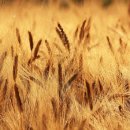 글로벌 행정사 이미지