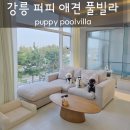 퍼피로비 | 강릉 애견동반 펜션 추천 강릉 퍼피 애견풀빌라