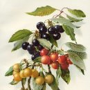 특별한 보태니컬 이미지