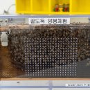 꿀벌김밥