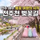 전주 여수 봄꽃 여행, 2026 한옥마을 벚꽃길과 여수 밤바다 코스