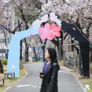 경대교 주변 | 대구 벚꽃 놀이 명소 벚꽃길 예쁜 꽃보라동산 개화 상태 후기