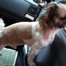 로타리반점 이미지