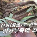 [닥나무, 저목피] 신허로 인한 남성 기능 저하, 시력증진, 피부미백 화장품 원료로 사용하는 약나무. 이미지