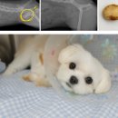 자연동물병원 | 분당 강아지 방광 결석 수술, 노견 혈뇨, 판교P&amp;P 동물병원 후기