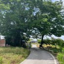 전주 근교 이색카페 지브리st 김제 카페 미즈노씨네 트리하우스