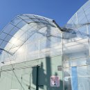 수정농장 | 파주 딸기농장 체험 34개월미만 무료 코알라딸기농장 예약, 다녀온후기!