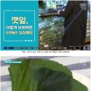 깻잎 상추 오래 보관하는 방법 이미지