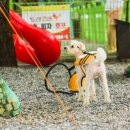 금방아 민박 캠핑장 이미지