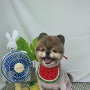 푸드르르 이미지