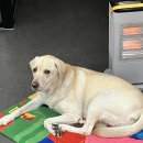 휘게 펫케어 | 🐶 수원 영통 ‘휘게펫케어’에서 안심하고 맡긴 하루, 강아지 호캉스 후기