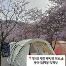 싱글벙글캠핑장 | 경기도 벚꽃 캠핑장 추천 | 반려동물 동반 캠핑장_용인 싱글벙글 캠핑장(H5 사이트 후기, 명당, 전...