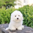 미니펫 강아지분양 고양이분양 강남점 이미지