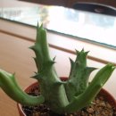 흑룡각 - 남양주시 사릉로 393 | 흑룡각