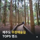 [제주도] 여기 어때🎶 이미지