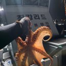 휴게소낚시 - 시흥시 오이도로135번길 68 | 2026년 문어 금어기 해제 첫날! 통영 문어낚시 전투낚시 다녀온 후기