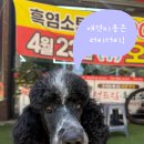 스포팅(SPORTING) | 스탠다드푸들 ‘신비’의 우아한 스포팅 스타일 변신! 러비더비 안산점