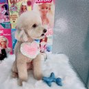 예쁜 애견 미용 | 예쁜 토이 푸들 미용 스타일 애견미용실 강아지 미용 후기