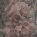 자연산 버섯 종합장터 이미지