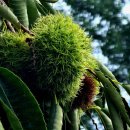 선웅농원 이미지