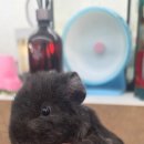 몬스타주 이미지