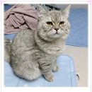 아이조아요양보호소 안양점 | 성남고양이보호소 신중한 입양 과정