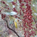 황금빛농장 이미지