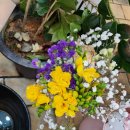 주공8단지 바상가앞 이미지