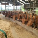 연화축사 이미지