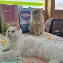 주식회사 펫푸드 이미지