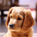 우리 강아지 이미지