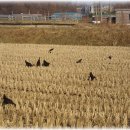 우리집토종닭 이미지