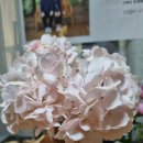 ER-700[대구외곽순환고속도로]-하-44 | 2022. 4. 2.(토) 꽃보라동산 꾳놀이