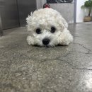 닥엔돈스안산선부점 이미지