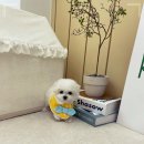 퍼피댕 안심분양소 강아지분양 애견입양 천안아산점 이미지