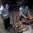 Fall in dog 이미지