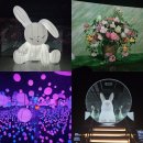 달이 비추는 곳 | 여수 아르떼뮤지엄 달토끼 특별전 솔직후기✨ (녹테마레 간단비교)